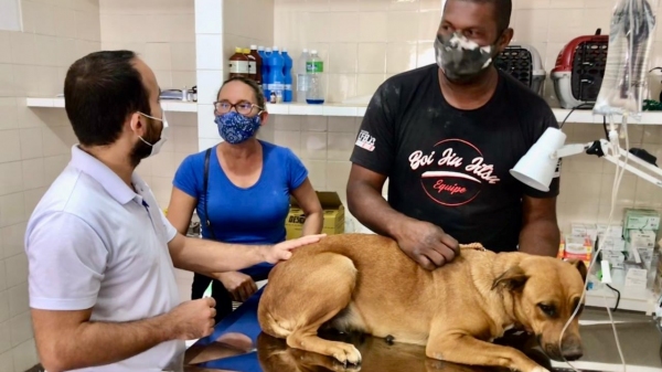 Acompanhados pelos moradores tutores, animais s�o avaliados pelo m�dico veterin�rio (Divulga��o/PM Luc�lia).
