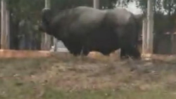 Animal foi visto por populares circulando pelas ruas de Osvaldo Cruz (Reprodu��o/OCNET).
