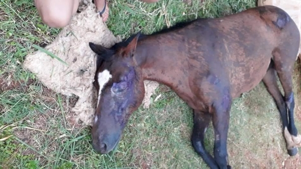 Animal recebeu todo o suporte mobilizado por volunt�rios, mas n�o resistiu (Reprodu��o/Redes Sociais).