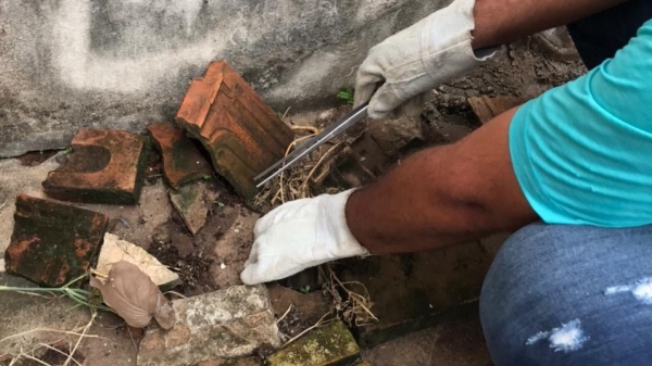 Agente da equipe do Controle de Vetores faz busca ativa nos im�veis, � procura de escorpi�es (Imagem: Assessoria de Imprensa).