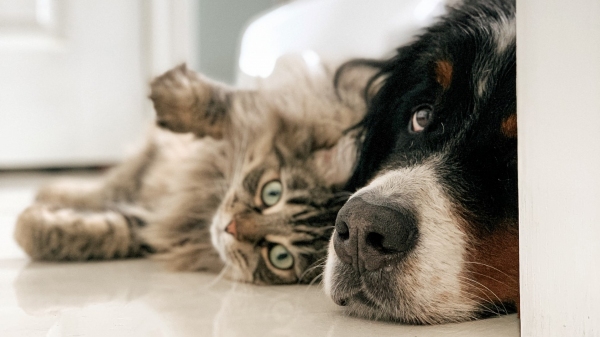 Arrecada��o ser� doada a protetores volunt�rios que cuidam de c�es e gatos (Imagem: Louis-Philippe Poitras/Unsplash).