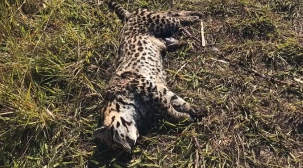 On�a foi encontrada por populares �s margens da vicinal, j� sem vida (Reprodu��o/Ocnet).