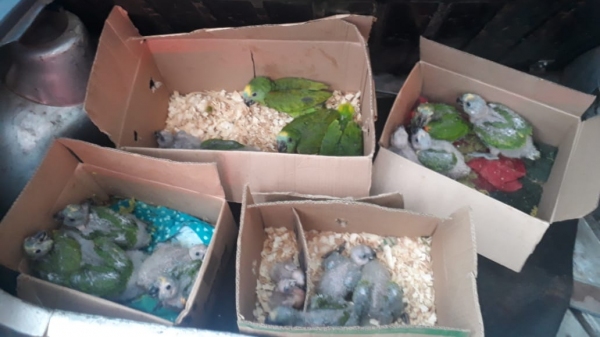 Os 21 papagaios eram levados em caixas de papel�o, no porta-malas do carro com placas de Luc�lia (Foto: Cedida/PM Rodovi�ria).