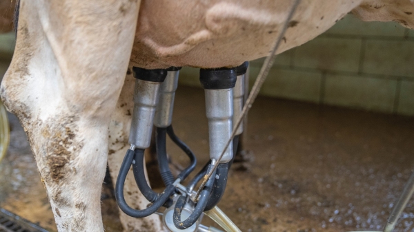 Iniciativa pretende impulsionar a atividade leiteira do munic�pio, produzindo um alimento de melhor qualidade (Foto de Mark Stebnicki no Pexels).