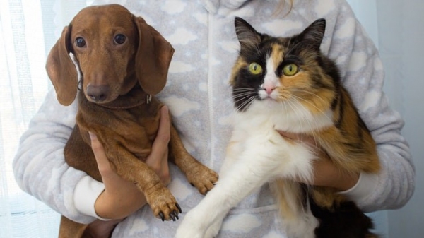 Vacina��o antirr�bica protege c�es e gatos contra a raiva animal (Imagem: Nadia Vasil'eva/Pexels).