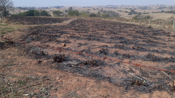 Queimada identificada por sat�lite ocorreu em uma �rea de 0,3 hectare, em Luc�lia (Divulga��o/PM Ambiental).