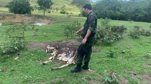 Na propriedade rural policiais encontram tr�s carca�as bovinas e uma cadela presa sem alimenta��o (Divulga��o/PM Ambiental).
