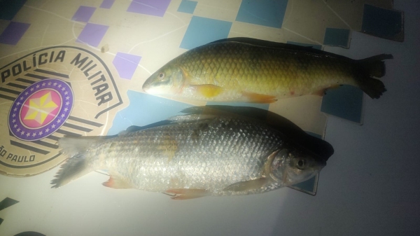 Pescados apreendidos na fiscalização no Rio Aguapeí, em Lucélia (Divulgação/PM Ambiental).